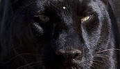 8729_leopard