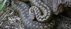 8797_adder 8797_adder