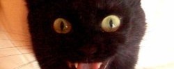 8804_evil-cat 8804_evil-cat