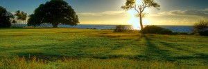 8832_GlowingTree120508