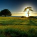 8832_GlowingTree120508 8832_GlowingTree120508