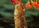 8880_Water_Vole37 8880_Water_Vole37
