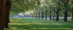 8923_green_park_trees