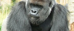 8941_2405.gorilla