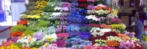 8969_Florist_Marylebone 8969_Florist_Marylebone