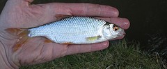 8999_roach2