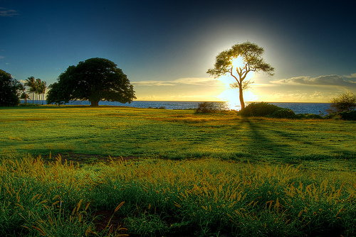 GlowingTree120508.jpg