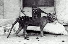 Thylacinus.jpg