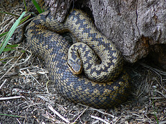 Adder