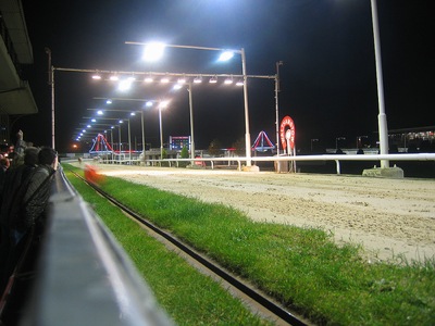 dogracing190508.jpg