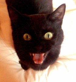 Evil cat