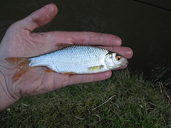 Roach