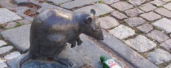9041_rat