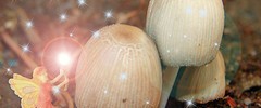 9075_fairy1 9075_fairy1