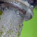9109_tap 9109_tap