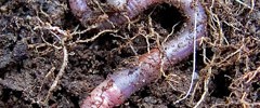 9278_earthworm