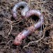 9278_earthworm