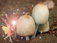Fairy