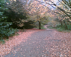 Hampstead Heath