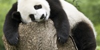 9332_Panda