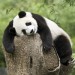 9332_Panda 9332_Panda