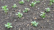 9408_beans 9408_beans