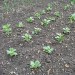 9408_beans