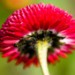 9410_flower 9410_flower