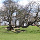 9413_tree090708
