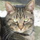 9433_tabby 9433_tabby
