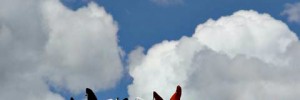 9485_rise08
