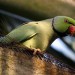 9558_parakeet 9558_parakeet