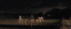 9593_phantomhorses
