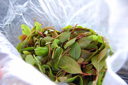 khat.jpg