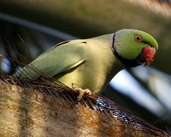 parakeet.jpg