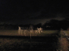 Phantom horses