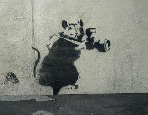 0708_rat.jpg