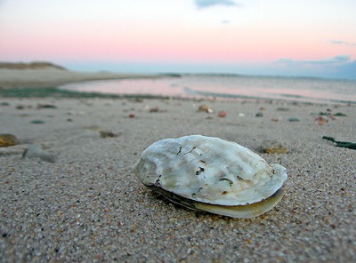150808oyster.jpg