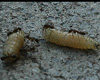 9716_maggots