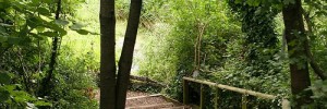 9820_camley_street_trail