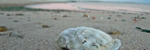9836_150808oyster