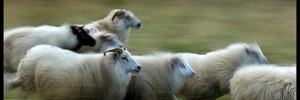 9986_310808sheep