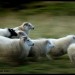 9986_310808sheep