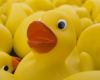 GBduckrace.jpg