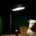 10080_Bulldog_with_beer 10080_Bulldog_with_beer
