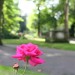 10105_standrews