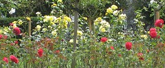 10138_1309.flower-thumb