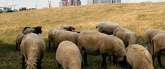 10207_2706241729_fa16eacb13_m 10207_2706241729_fa16eacb13_m