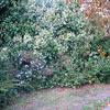 10247_2209.bush-thumb