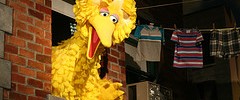 10329_2909.bigbird